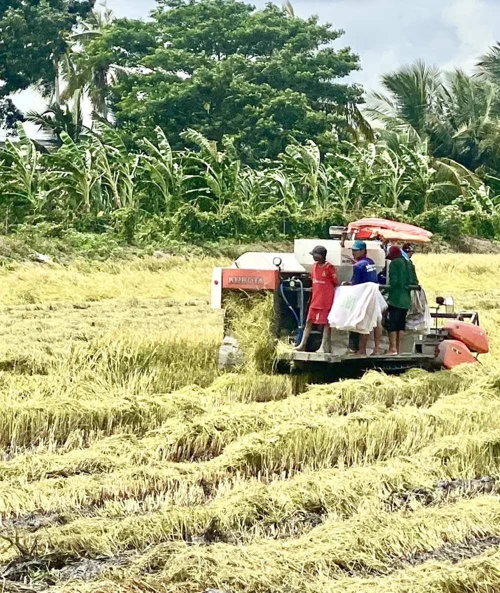 Nông dân TP Cần Thơ tranh thủ thu hoạch lúa hè thu. Hiện nông dân ĐBSCL đã thu hoạch 500.000ha lúa trong tổng số gần 1,5 triệu ha lúa hè thu 009.jpg