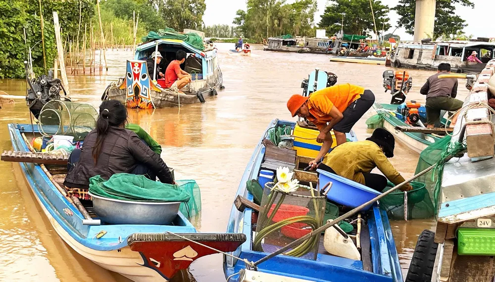 Người dân vùng Tứ giác Long Xuyên đánh bắt thủy sản 2.jpg