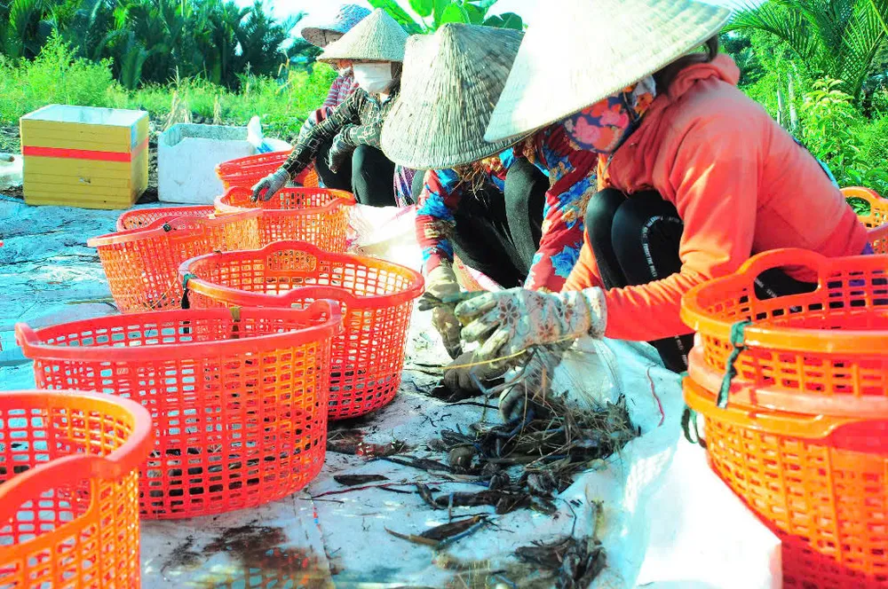 Tận dụng phụ phẩm không chỉ góp phần tăng giá trị xuất khẩu mà còn mở ra hướng đi mới cho kinh tế tuần hoàn 2- Nông dân xã Lương Tâm, TP Cần Thơ thu hoạch tôm.jpg