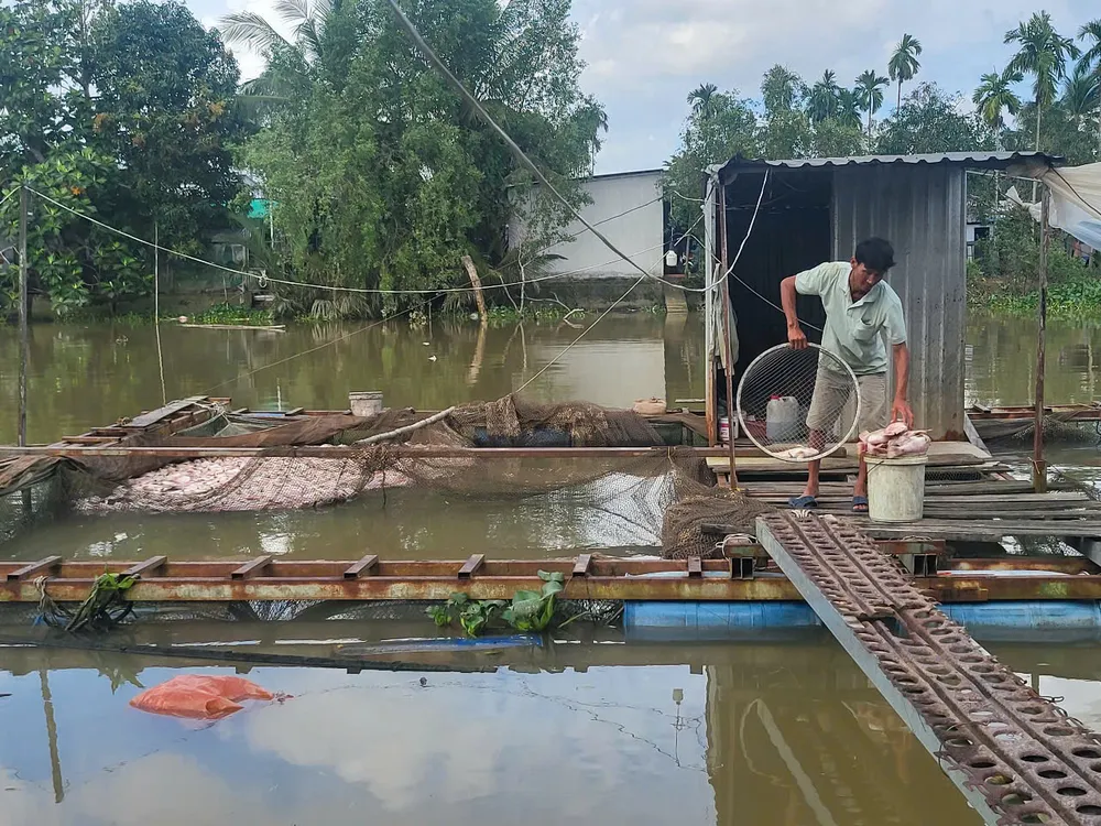 Gần 20 bè nuôi cá điểu hồng của người dân bị thiệt hại nặng 2.jpg