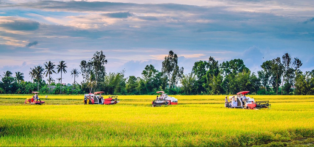Farmers in Can Tho City harvest rice using combine harvesters.