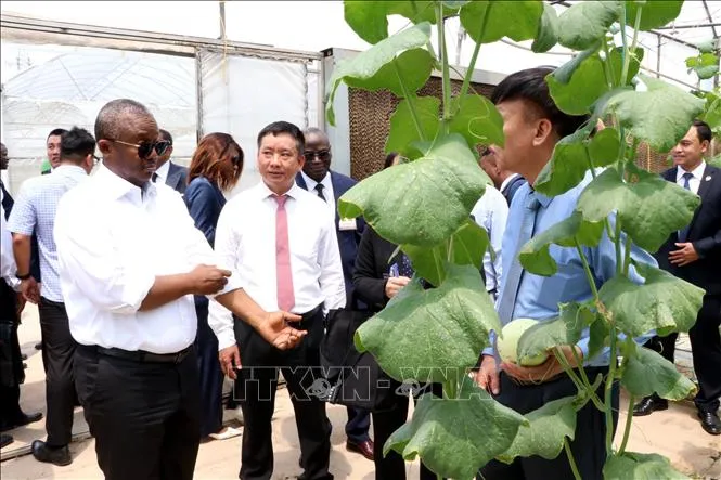 Tổng thống nước Cộng hòa Guinea-Bissau Umaro Sissoco Embaló thăm khu vực sản xuất dưa công nghệ cao, sáng 6-9. Ảnh: TTXVN tt-guinea-060924-4.jpg