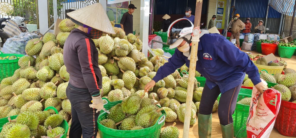 Sầu riêng ở Đắk Lắk vừa được thị trường Trung Quốc chấp thuận nhập khẩu bằng đường chính ngạch Ảnh: MAI CƯỜNG