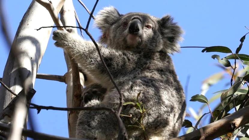 Môi trường sống của gấu túi Australia ngày càng bị thu hẹp