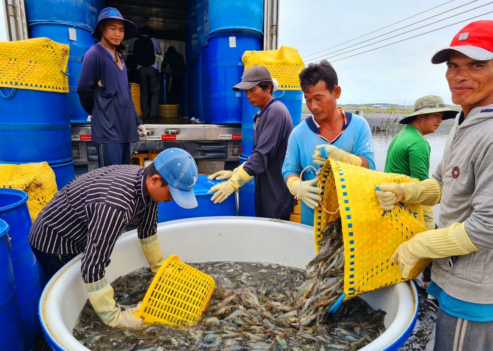 Nông dân Sóc Trăng thu hoạch tôm 