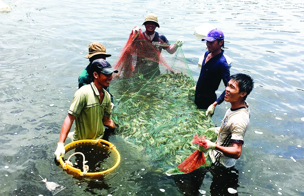 Thu hoạch tôm tại xã Lý Nhơn, huyện Cần Giờ, TPHCM