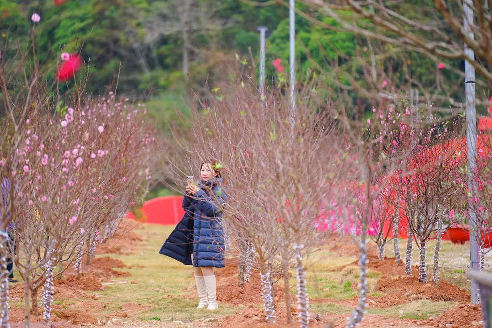 Hoa đào trong tâm thức người Việt, là loại hoa đặc biệt, mang những giá trị văn hoá - tinh thần cũng như đại diện cho sức sống, may mắn và hạnh phúc của người Việt