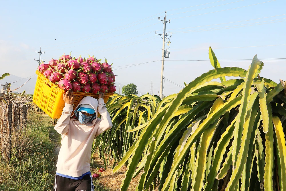 Thu hoạch thanh long tại “thủ phủ” thanh long Bình Thuận 