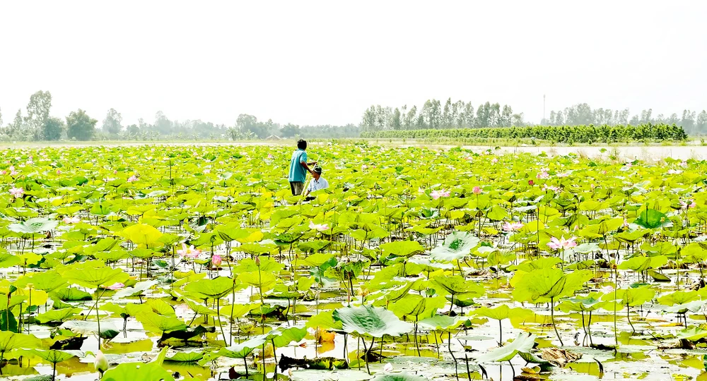 Mô hình trồng sen kết hợp nuôi cá của nông dân Hậu Giang