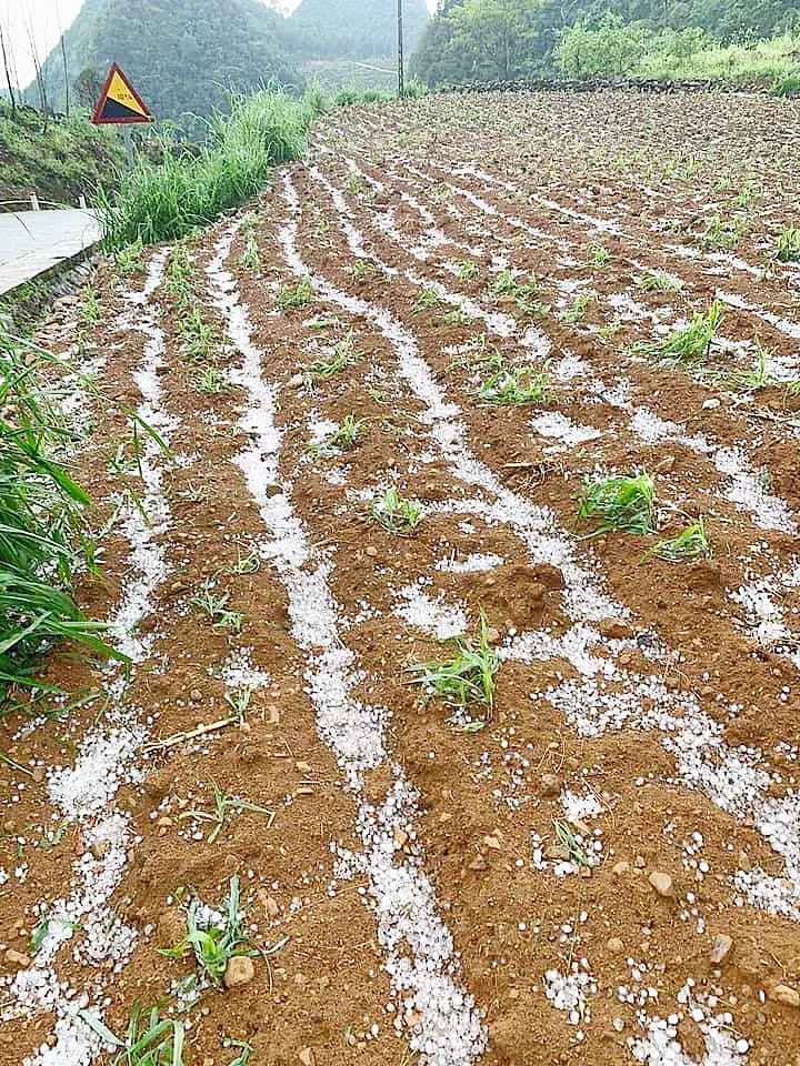 Mưa đá tại các huyện Trà Lĩnh, Hà Quảng (Cao Bằng) ngày 7-5 Mưa đá tại các huyện Trà Lĩnh, Hà Quảng (Cao Bằng) ngày 7-5