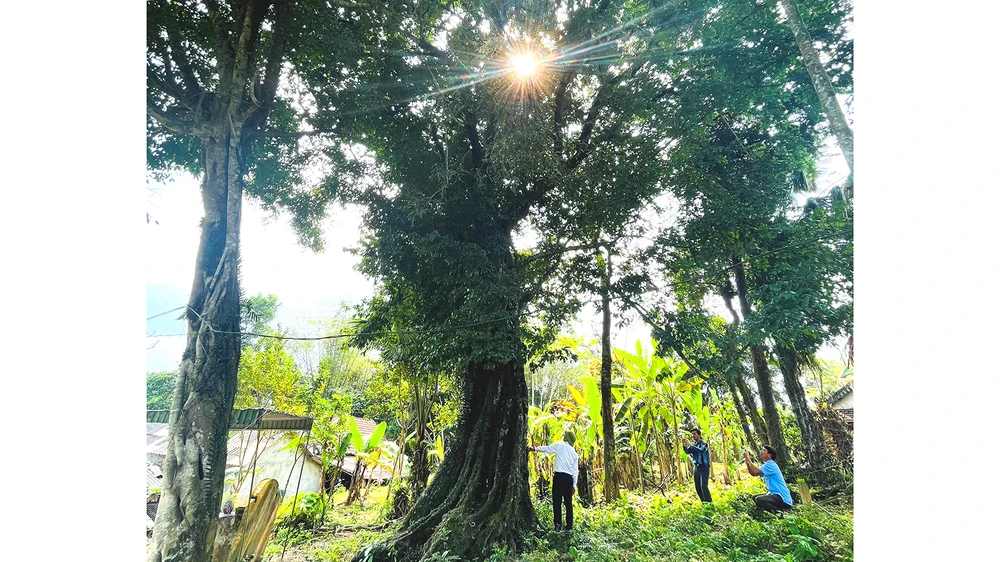 Cây thị cổ thụ tại thôn Kim Sơn (xã Kim Hoa, huyện Hương Sơn) đã được công nhận là Cây Di sản Việt Nam