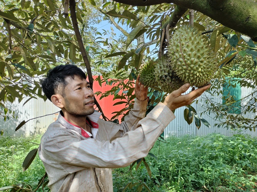 Anh Nguyễn Văn Được (Phường Xuân Tân, TP Long Khánh) có ý định mở rộng diện tích cây sầu riêng