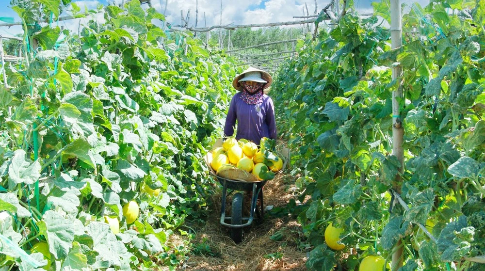 Nông dân tham gia mô hình nông nghiệp sinh thái của HTX Nông nghiệp 2 Nhơn Thọ (thị xã An Nhơn, Bình Định). Ảnh: NGỌC OAI