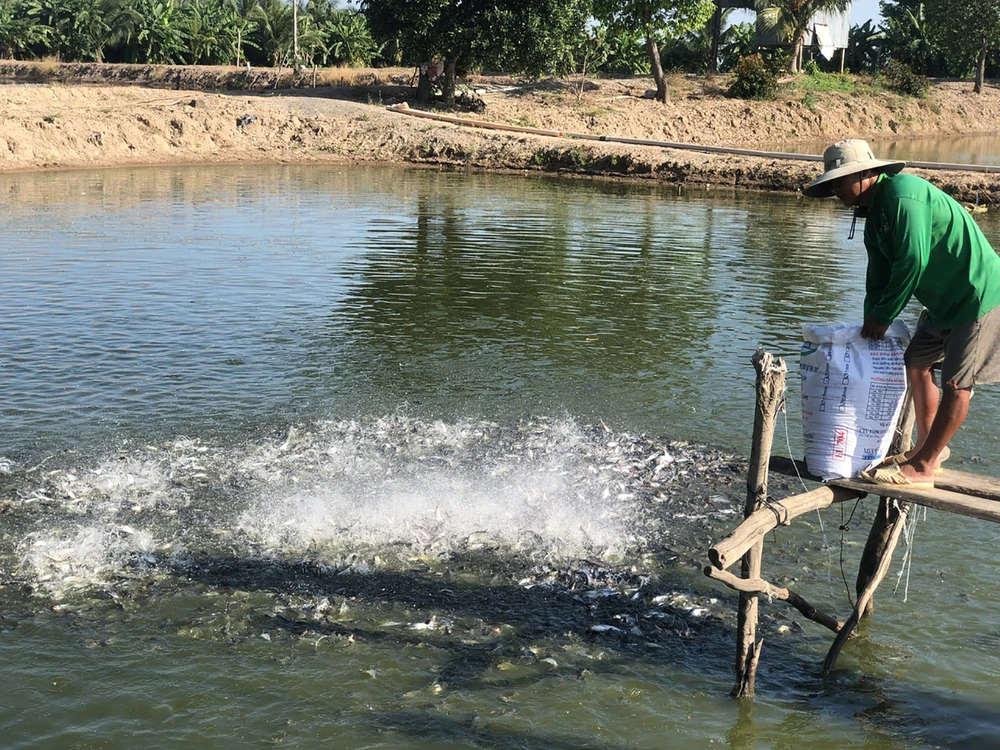 ĐBSCL: Người nuôi tôm, cá tra trước nguy cơ lỗ nặng