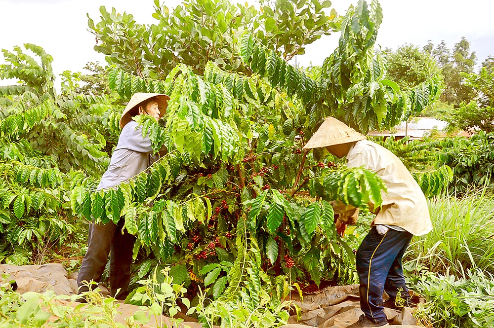 Nông dân tỉnh Gia Lai thu hoạch cà phê trong niên vụ 2023-2024