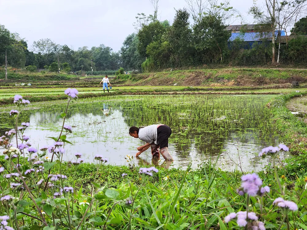 Thửa ruộng nhỏ trước nhà - nơi lưu giữ những hoài niệm của một đời người gắn với làng quê