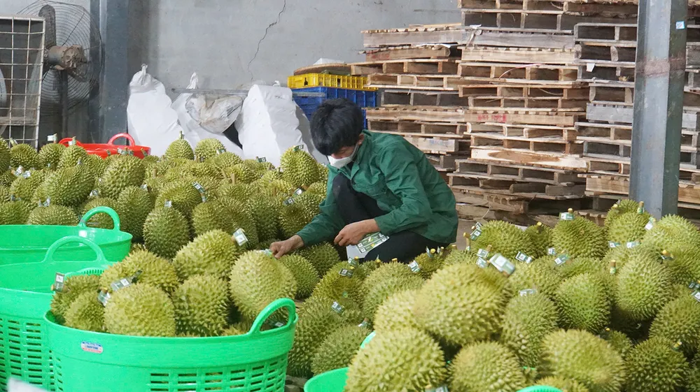Một vựa thu mua sầu riêng tại xã Krông Pắc (tỉnh Đắk Lắk) tập kết hàng để chuẩn bị xuất khẩu &5a.jpg