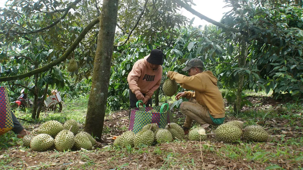 Nông dân ở xã Ea Knuếch (tỉnh Đắk Lắk) thu hoạch sầu riêng chu de 1.jpg