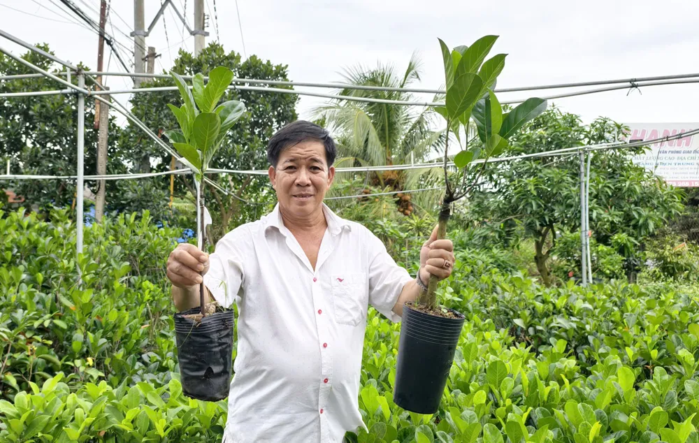 Giống mít nghệ Thanh Sơn do ông Sơn là tác giả được khách hàng yêu thích