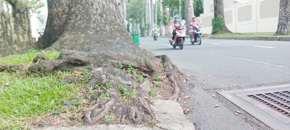 Rễ một cây xanh trên đường Huyền Trân Công Chúa (phường Bến Thành, TPHCM) trồi lên, lấn ra đường đi. Ảnh: MINH HẢI 