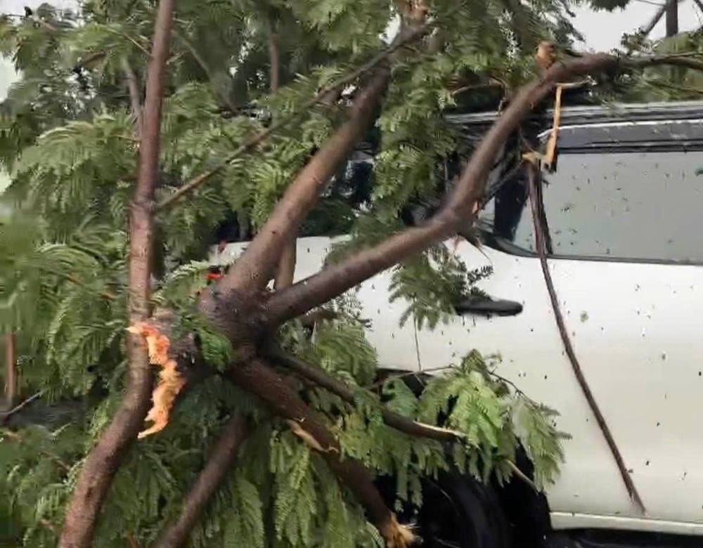 一棵树倒伏压塌了一辆七座汽车。