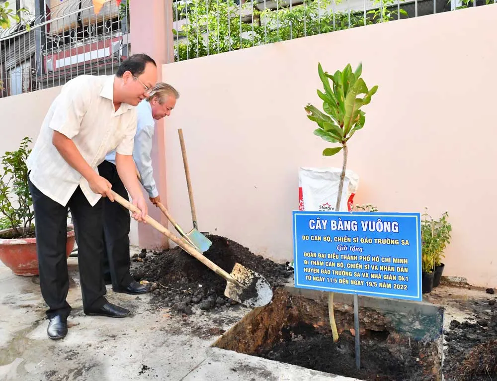 Trồng bàng vuông do chiến sĩ Trường Sa tặng tại trường học quận 5 ảnh 1