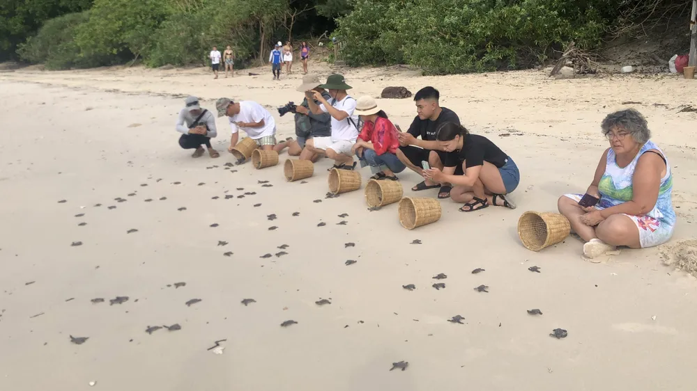 Khách du lịch tham gia thả rùa con về biển ở Côn Đảo con dao - 6.JPG
