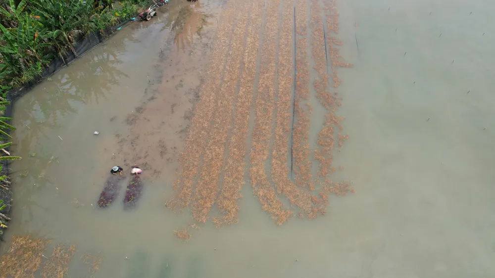 Hàng chục hecta hoa màu của nông dân xã Châu Pha (TPHCM) ngập chìm trong nước. Ảnh: QUANG VŨ