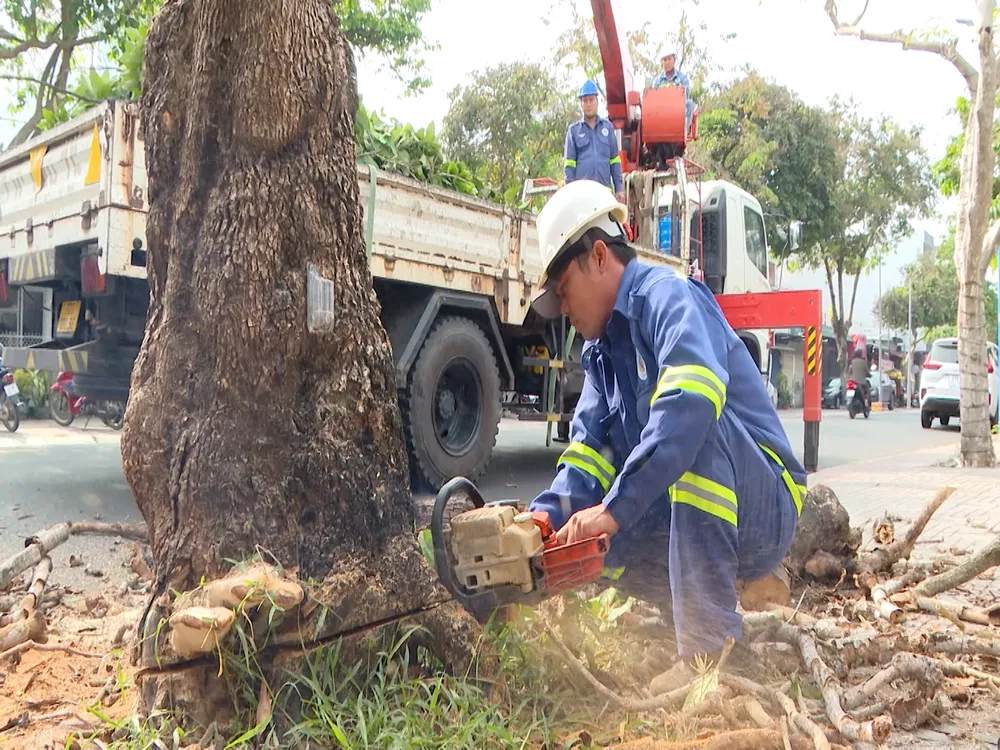 Khẩn trương cắt tỉa cành nhánh, hạ độ cao cho cây xanh 