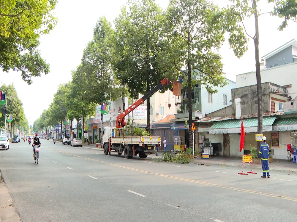 cay xanh gay do - ba ria.jpg