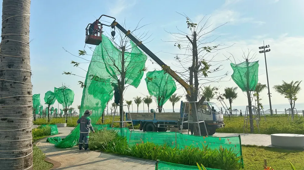 cay xanh - rao 3.jpg