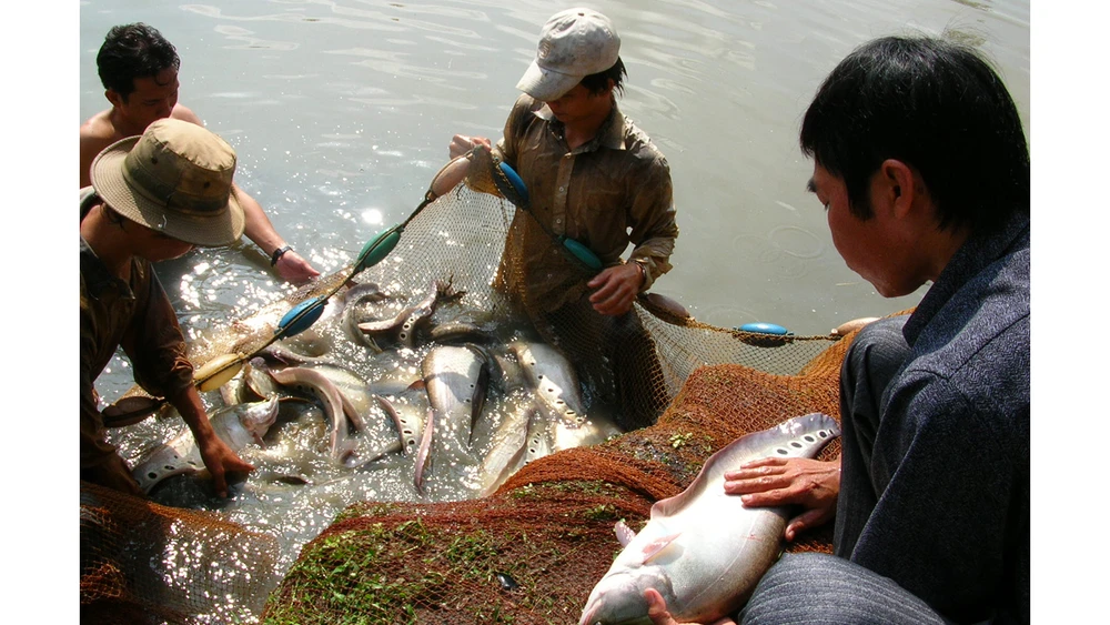 Thu hoạch cá thác lác