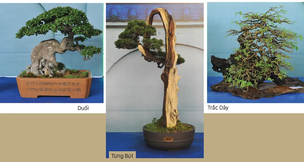 Nghệ thuật bonsai, thú chơi tao nhã ảnh 3