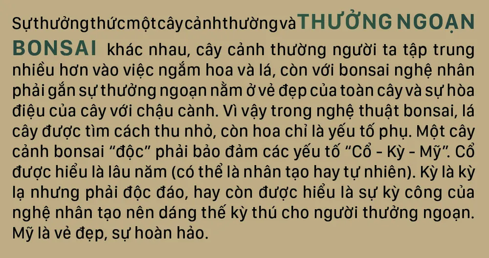 Nghệ thuật bonsai, thú chơi tao nhã ảnh 4