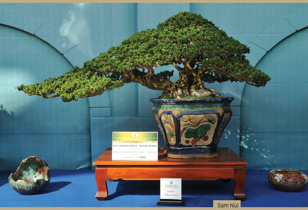 Nghệ thuật bonsai, thú chơi tao nhã ảnh 5