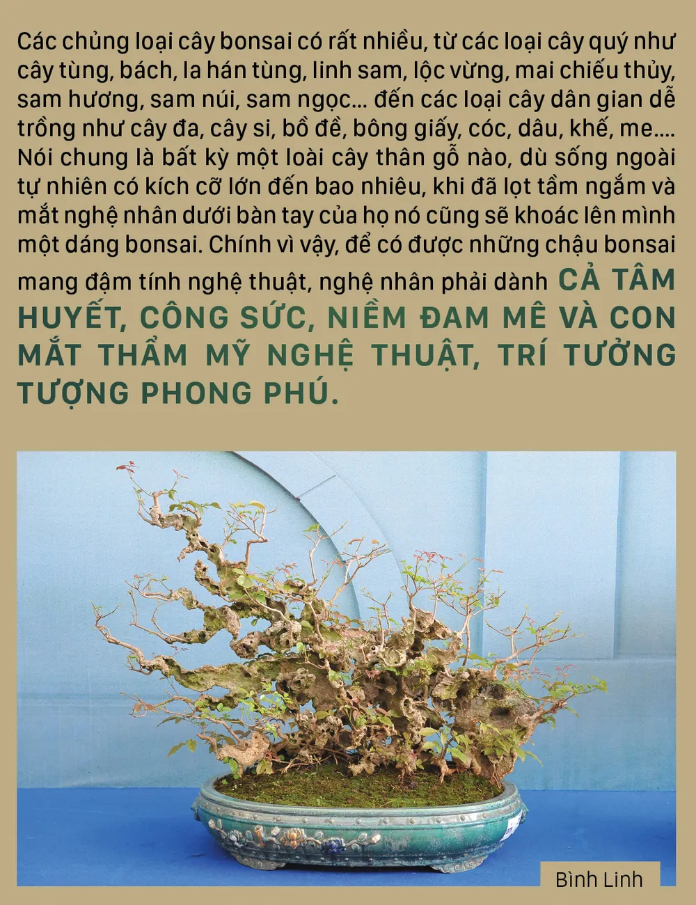 Nghệ thuật bonsai, thú chơi tao nhã ảnh 6