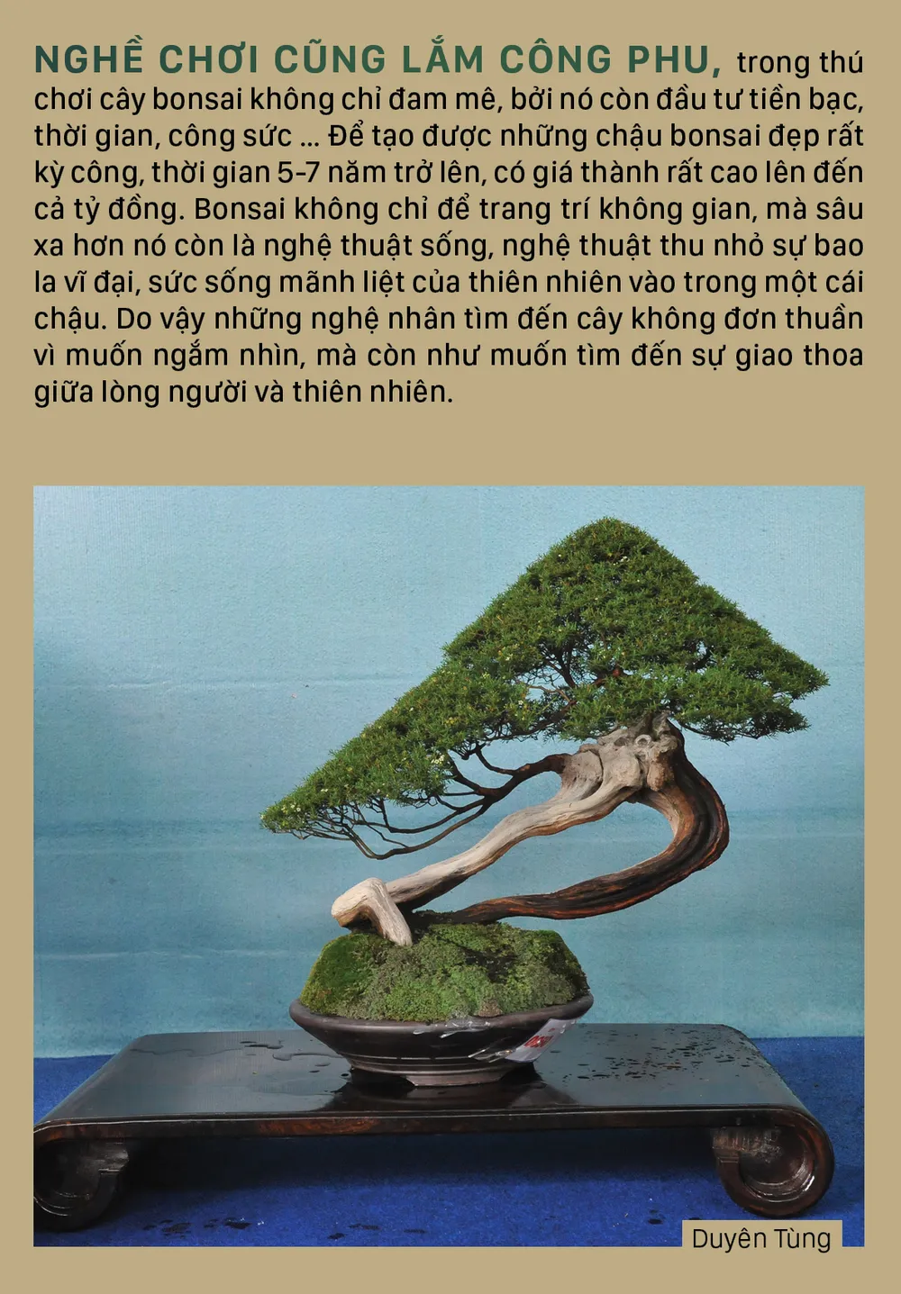 Nghệ thuật bonsai, thú chơi tao nhã ảnh 9