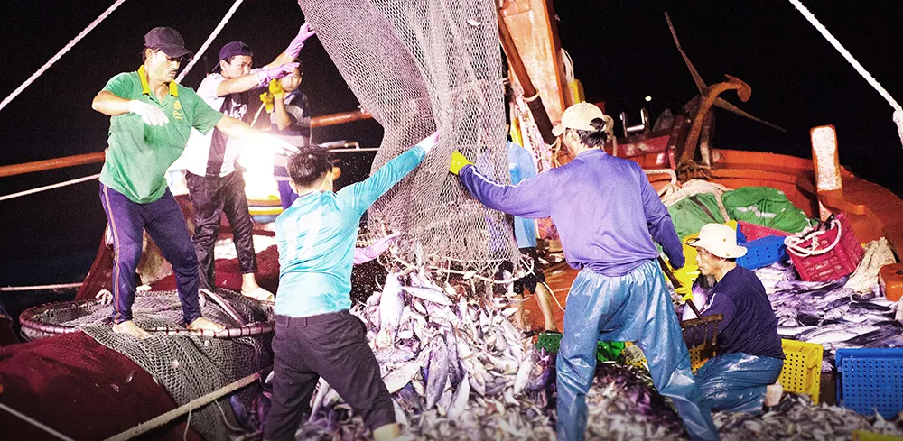 Ngư dân thị xã Hoài Nhơn đưa mẻ cá lớn lên khoang tàu. Ảnh: ĐẶNG VĂN HẢI (Ảnh tư liệu)