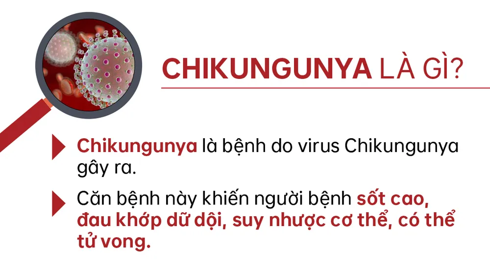 chikungunya-2.jpg