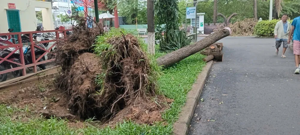 Một cây xanh bị bật gốc gần bãi giữ xe trong công viên Bình Phú, TPHCM (ảnh chụp sáng 17-9). Ảnh: MINH HẢI gen-n-z7020493346120_8c283b53051e74af00080dabf2aab41d.jpg