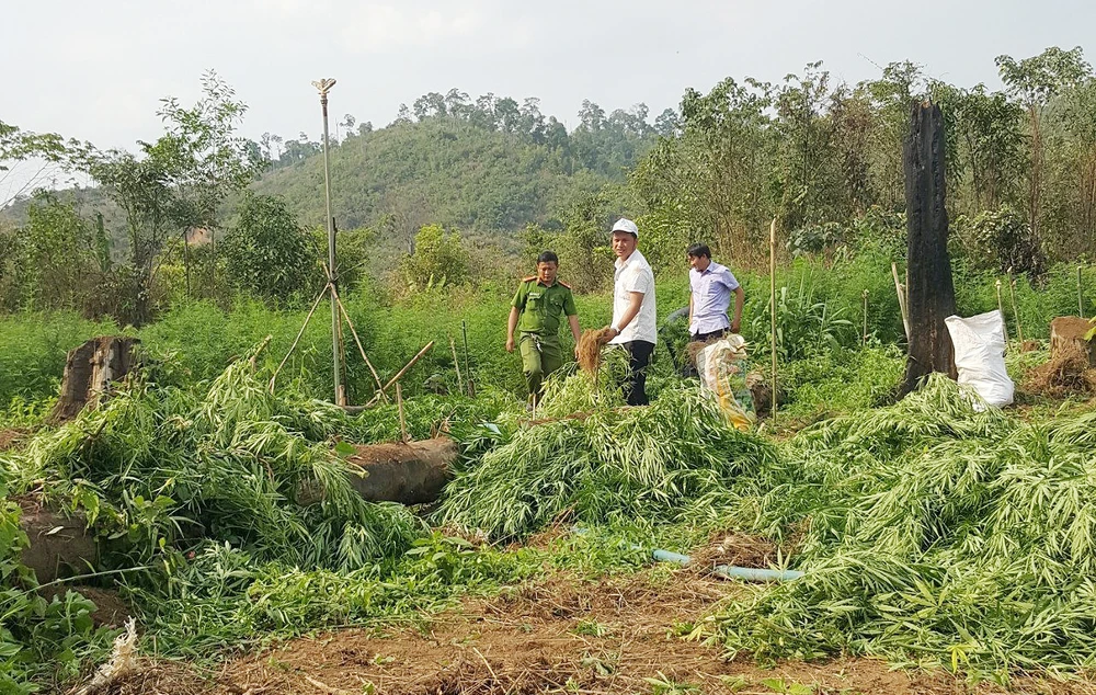 Cơ quan chức năng nhổ bỏ cây cần sa