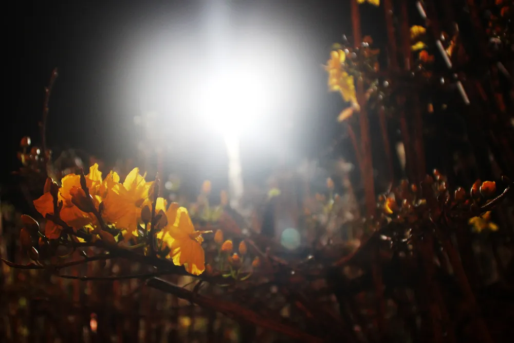 Chủ mai Bình Định “đổ bộ” QL1 chong đèn, dựng lều chào bán mai tết sớm ảnh 12