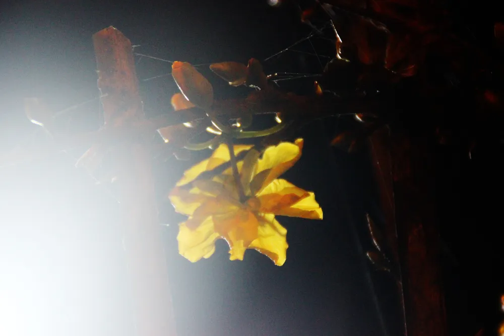 Chủ mai Bình Định “đổ bộ” QL1 chong đèn, dựng lều chào bán mai tết sớm ảnh 11