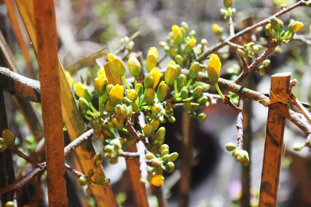 Chủ mai Bình Định “đổ bộ” QL1 chong đèn, dựng lều chào bán mai tết sớm ảnh 15