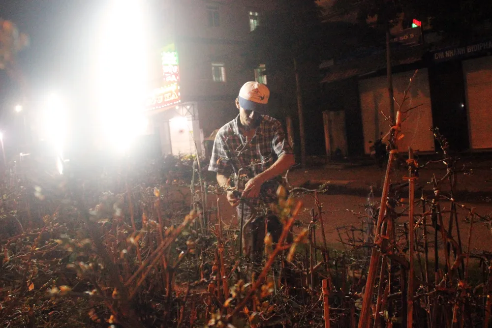 Chủ mai Bình Định “đổ bộ” QL1 chong đèn, dựng lều chào bán mai tết sớm ảnh 10