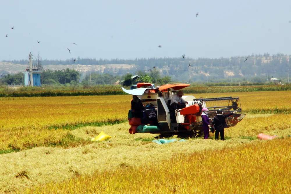 “Chợ rơm” giữa đồng ảnh 9