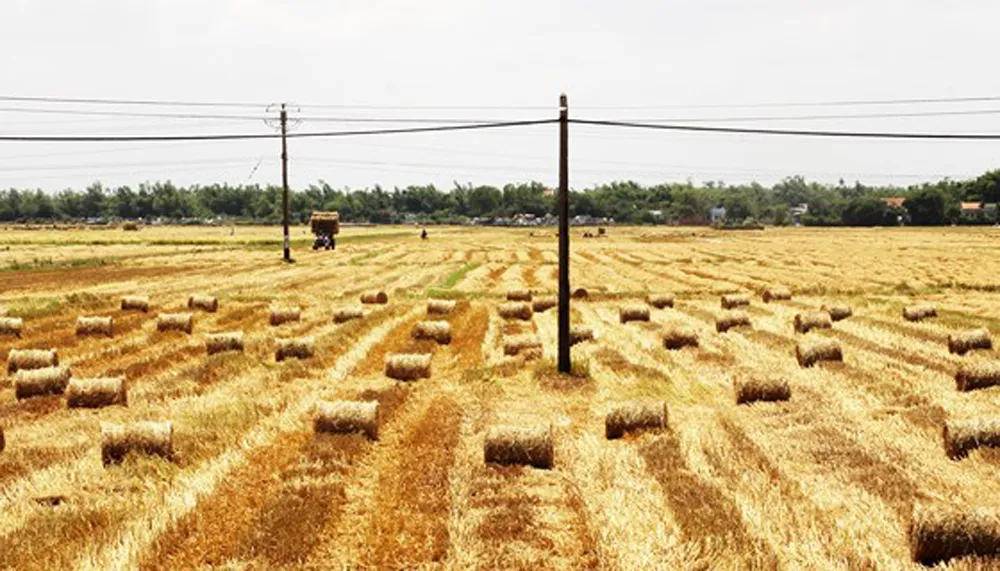 “Chợ rơm” giữa đồng ảnh 2