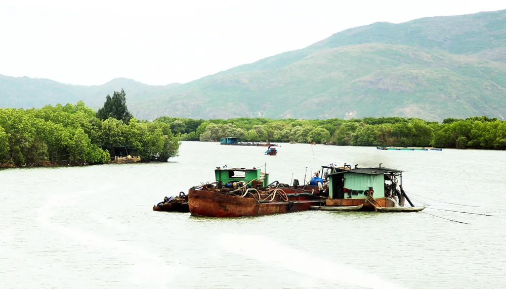 Rừng ngập mặn ven đầm Thị Nại đang bị băm nát ảnh 12