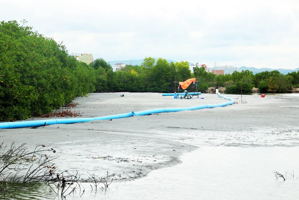 Rừng ngập mặn ven đầm Thị Nại đang bị băm nát ảnh 6