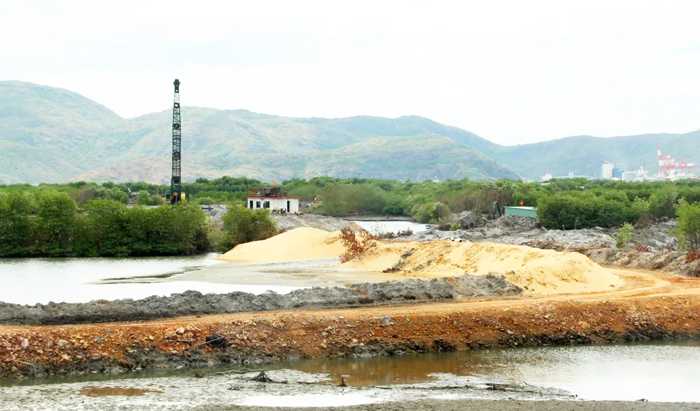 Rừng ngập mặn ven đầm Thị Nại đang bị băm nát ảnh 2